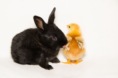 Funny animals black bunny licking baby chick