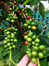 Close-up of berries growing on tree