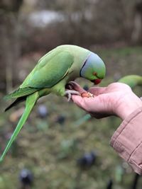 Close-up of hand holding bird