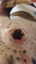 Extreme close up of human eye