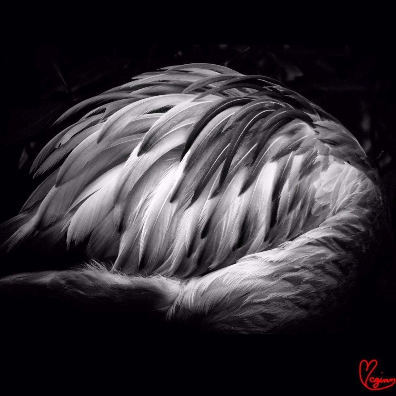 close-up, feather, black background, animal themes, indoors, studio shot, no people, bird, nature, one animal, natural pattern, white color, wildlife, detail, auto post production filter, white, pattern, night, beauty in nature