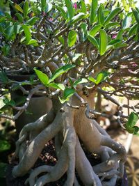 Close-up of banana tree