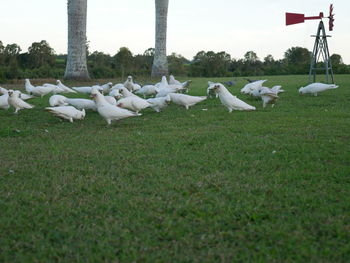 Flock of birds on grassy field