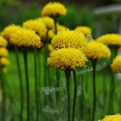 Close-up of yellow flowering plant