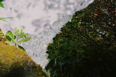 Close-up of fresh green plants in water