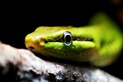 Close-up of frog