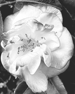 Close-up of white rose