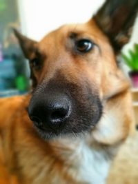 Close-up portrait of dog