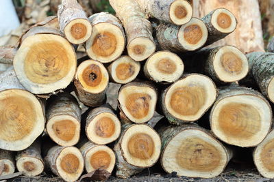 Full frame shot of logs in forest