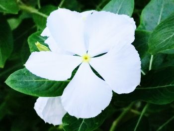 Close-up of white flowers blooming outdoors