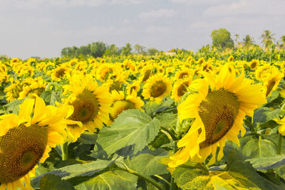 Close-up of sunflower field