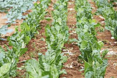 High angle view of vegetables on field