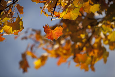 Low angle view of maple leaves against sky