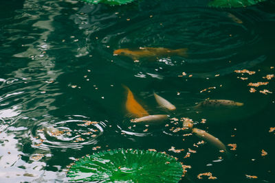High angle view of koi carps swimming in lake