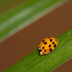 Close-up of ladybug on leaf