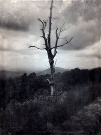 Bare trees on grassy field