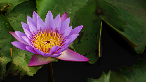 Close-up of lotus water lily in pond