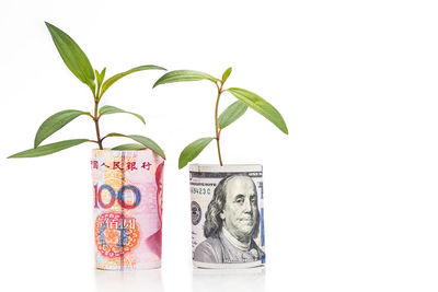 Close-up of potted plant against white background