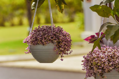 Close-up of pink flowering plant