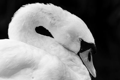 Close-up of swan