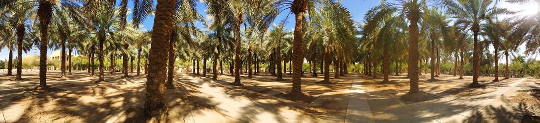 Palm trees against sky