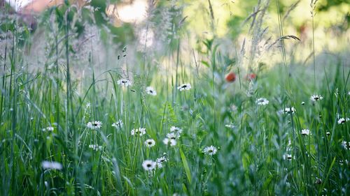 Poppy flowers growing in field