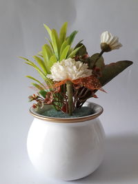 Close-up of white flower in vase