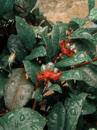 leaf