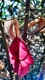 Close-up of leaves against blurred background