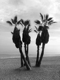 Palm trees on beach against sky