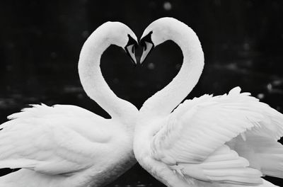 Close-up of swan heart shape