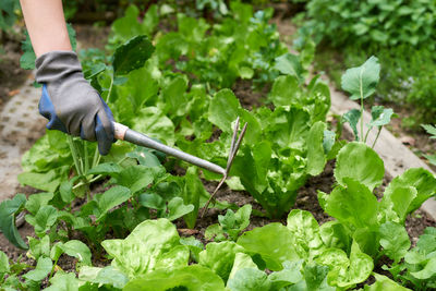 Close up woman hands hoeing the vegetable garden