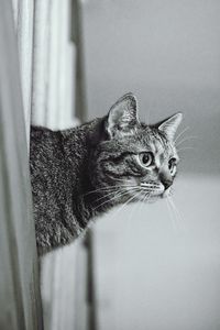 Close-up portrait of cat