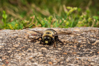Close-up of insect on field
