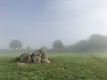 Sheep on field against clear sky