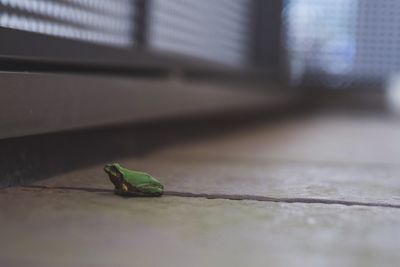 Close-up of insect on floor