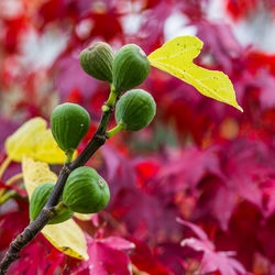 Close-up of fresh green leaves on plant