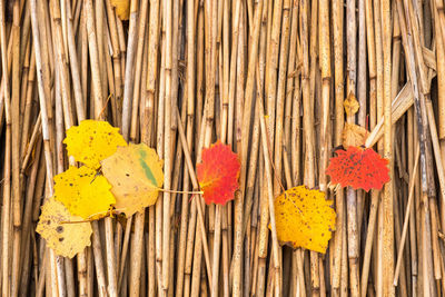 Close-up of multi colored umbrellas hanging on tree