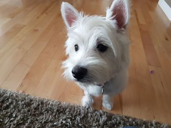 Close-up portrait of white dog at home