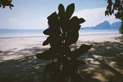 Close-up of plant on beach against sky