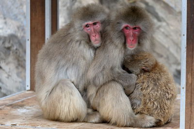 Portrait of monkeys sitting outdoors