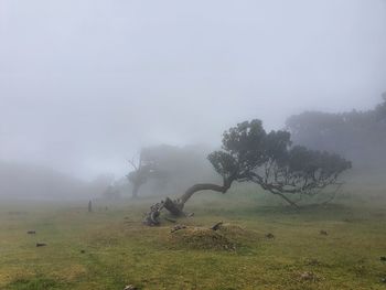 Trees on field against sky