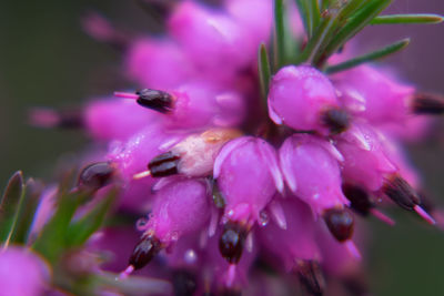 Close-up of pink flower