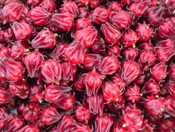 Polyphenols in roselle have health benefits, lower cholesterol and triglycerides