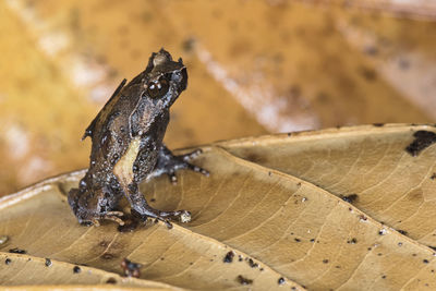 Close-up of insect on wood