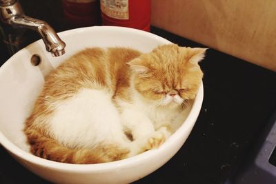 Close-up of cat relaxing on bed