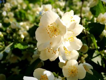 Close-up of white flowers blooming outdoors