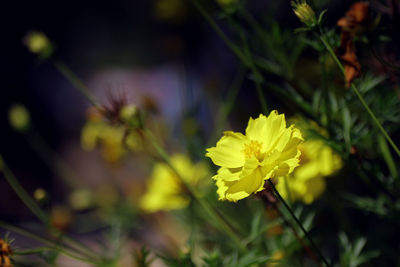 Close-up of yellow flowers blooming outdoors