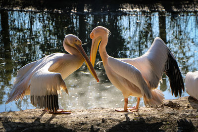 View of birds on lakeshore