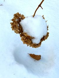 High angle view of ice cream in snow
